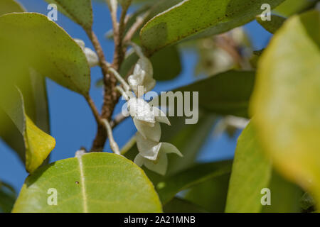 Fleurs / fleurs de l'hybride Oleaster Elaeagnus ebbingei également connu sous le nom d'Elaeagnus submacrophylla, en croissance sauvage dans les dunes de sable de la plage de Cornwall Banque D'Images