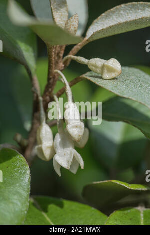 Fleurs / fleurs de l'hybride Oleaster Elaeagnus ebbingei également connu sous le nom d'Elaeagnus submacrophylla, en croissance sauvage dans les dunes de sable de la plage de Cornwall Banque D'Images