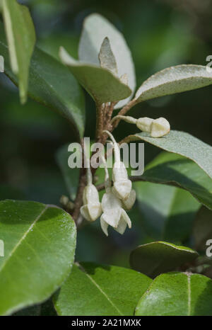 Fleurs / fleurs de l'hybride Oleaster Elaeagnus ebbingei également connu sous le nom d'Elaeagnus submacrophylla, en croissance sauvage dans les dunes de sable de la plage de Cornwall Banque D'Images