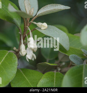 Fleurs / fleurs de l'hybride Oleaster Elaeagnus ebbingei également connu sous le nom d'Elaeagnus submacrophylla, en croissance sauvage dans les dunes de sable de la plage de Cornwall Banque D'Images