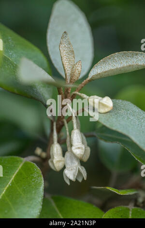 Fleurs / fleurs de l'hybride Oleaster Elaeagnus ebbingei également connu sous le nom d'Elaeagnus submacrophylla, en croissance sauvage dans les dunes de sable de la plage de Cornwall Banque D'Images