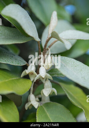 Fleurs / fleurs de l'hybride Oleaster Elaeagnus ebbingei également connu sous le nom d'Elaeagnus submacrophylla, en croissance sauvage dans les dunes de sable de la plage de Cornwall Banque D'Images