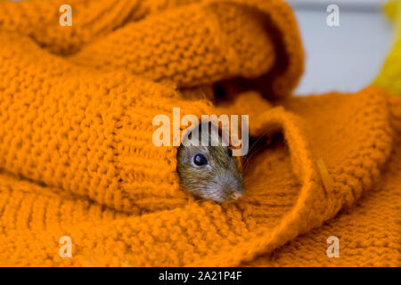 Le mignon petit rat de décoration se trouve dans le manchon d'une orange chandail tricoté. Année du rat. Symbole de 2020 sur le calendrier chinois. Banque D'Images