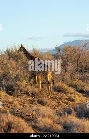 Girafe au coucher du soleil dans la brousse en Afrique du Sud. - Banque D'Images