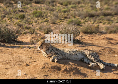 Belle ambiance sauvage guépard couché Banque D'Images