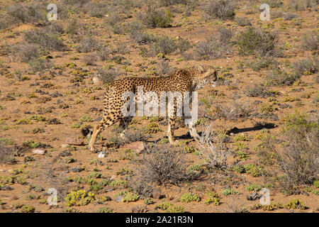 Cheetah marcher sur la route dans le parc sauvage en Afrique du Sud Banque D'Images