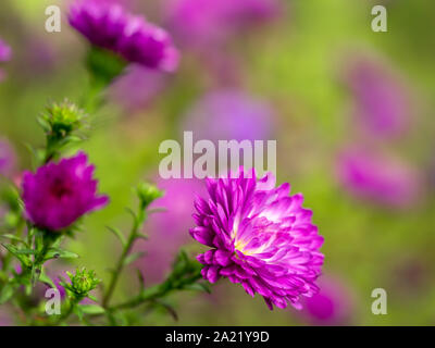 Libre de lilas Fleurs Aster alpinus Banque D'Images