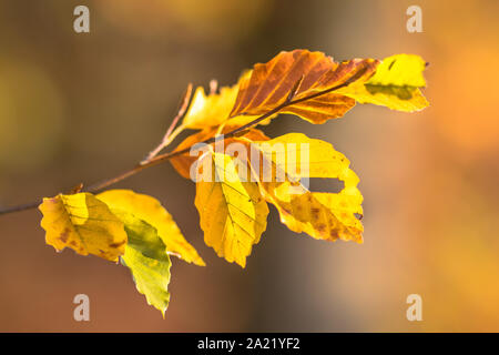 Marron et jaune Collection Automne feuilles de hêtre européen (Fagus sylvatica) sur une branche dans une forêt mis en évidence par la lumière du soleil sur le feuillage Banque D'Images