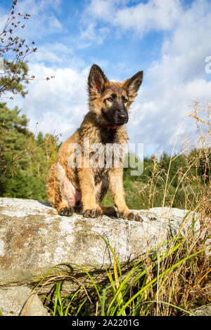 Berger Allemand, chiot de 3 mois, assis sur des rochers sur une journée ensoleillée d'automne Banque D'Images