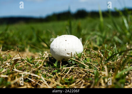 Géant blanc champignon vesse (Calvatia gigantea) croissant dans les herbages. Banque D'Images