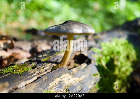Un gros plan de la croissance de champignons gris-brun sur le côté d'un tronc d'arbre en décomposition. Banque D'Images