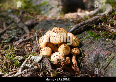 La récolte de champignons champignon Armillaria mellea (miel) - une famille de champignons comestibles dans les rayons du soleil dans la forêt d'automne. Banque D'Images