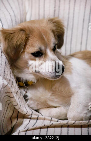 Mignon Petit Chien Portant Sur La Route De Ciment Et Looking
