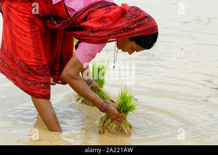L'INDE Westbengal village, Gandhiji Songha SRI , la culture du riz, la replantation de plants de riz pluvial de crèche à rizière pendant la mousson / INDIEN , Westbengalen Dorf Gandhiji Songha Landwirtschaft , Reisanbau Umpflanzen, SRI, von Reissetzlingen im Monsun Banque D'Images