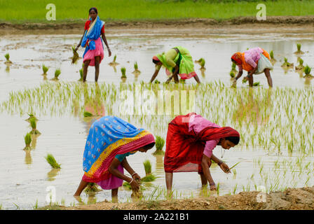 L'INDE Westbengal village, Gandhiji Songha SRI , la culture du riz, la replantation de plants de riz pluvial de crèche à rizière pendant la mousson / INDIEN , Westbengalen Dorf Gandhiji Songha Landwirtschaft , Reisanbau Umpflanzen, SRI, von Reissetzlingen im Monsun Banque D'Images