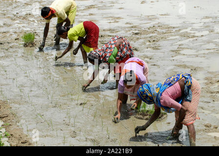 L'INDE Westbengal village, Gandhiji Songha , SRI Système de Riziculture Intensive, la culture du riz, la replantation de plants de riz dans la distance exacte / Westbengalen INDIEN , Dorf Gandhiji Songha , Landwirtschaft, Anpassung an den Klimawandel, Verbesserung des Anbau durch SRI System zur Intensivierung des Reisanbau Reissetzlingen von pflanzen, Banque D'Images