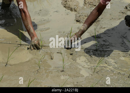 L'INDE Westbengal village, Gandhiji Songha , SRI Système de Riziculture Intensive, la culture du riz, la replantation de plants de riz dans la distance exacte / Westbengalen INDIEN , Dorf Gandhiji Songha , Landwirtschaft, Anpassung an den Klimawandel, Verbesserung des Anbau durch SRI System zur Intensivierung des Reisanbau Reissetzlingen von pflanzen, Banque D'Images