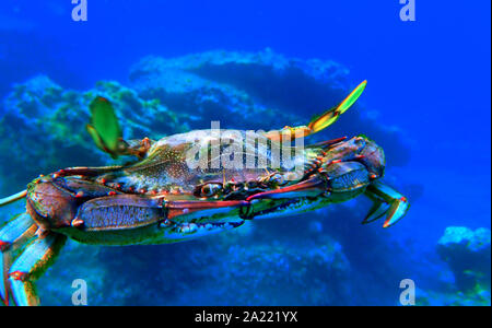 Le crabe bleu - (Callinectes sapidus) Banque D'Images