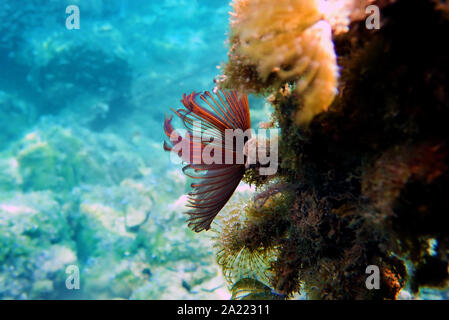 Plumeau rouge/violet - Branchiomma luctuosum ver Banque D'Images