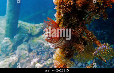 Plumeau rouge/violet - Branchiomma luctuosum ver Banque D'Images