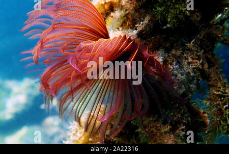 Plumeau rouge/violet - Branchiomma luctuosum ver Banque D'Images