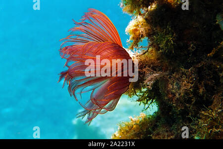 Plumeau rouge/violet - Branchiomma luctuosum ver Banque D'Images