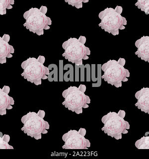 Transparente avec motif floral pivoine rose roses. Banque D'Images