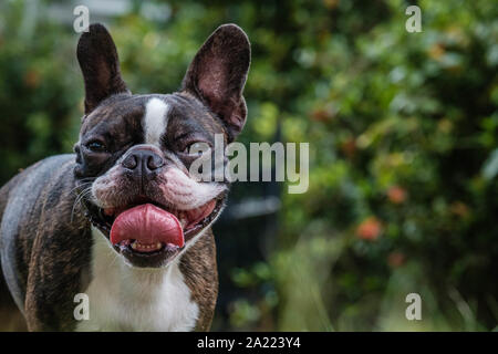 Portrait boston terrier pure race in garden Banque D'Images