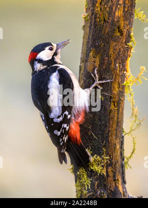 Great spotted woodpecker (Dendrocopos major) escalade d'oiseaux dans des arbres moussus et à la recherche de nourriture Banque D'Images