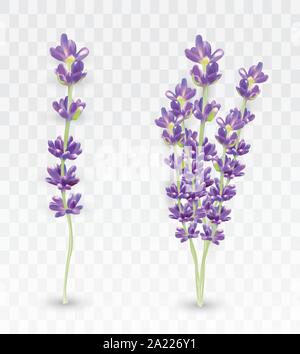 3D réaliste lavender isolé sur fond transparent. Belles fleurs violettes. Bouquet parfumé de lavande. Fleurs fraîches coupées. Vector illustration Illustration de Vecteur