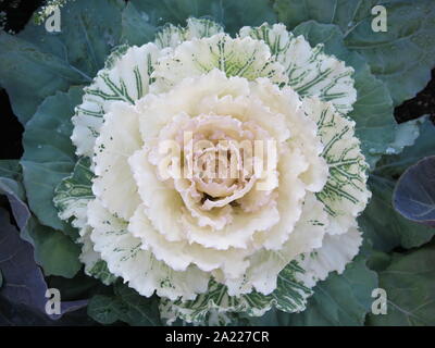 Chou ornemental ou kale floraison plantes sculpturales sont pour l'automne, c'est tête de chou vert panaché blanc avec des feuilles de caoutchouc. Banque D'Images