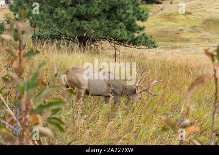 Grand buck mange de l'herbe sur la colline Banque D'Images