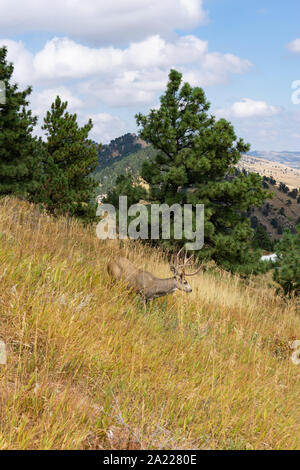 Huit point buck wild deer on hillside Banque D'Images