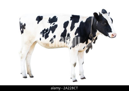 Vache noir et blanc sur un fond blanc, des animaux de ferme belle vache Banque D'Images