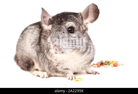 Chinchilla chinchilla. assis sur fond blanc, beau chinchilla Banque D'Images
