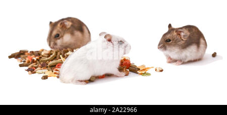 Les hamsters, les hamsters nains, le hamster sur un fond blanc Banque D'Images