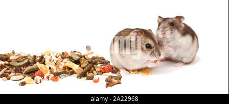 Les hamsters, les hamsters nains, le hamster sur un fond blanc Banque D'Images