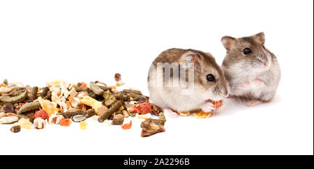 Les hamsters, les hamsters nains, le hamster sur un fond blanc Banque D'Images