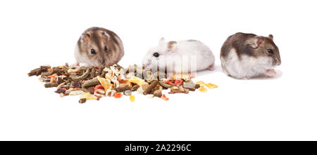 Les hamsters, les hamsters nains, le hamster sur un fond blanc Banque D'Images