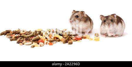 Les hamsters, les hamsters nains, le hamster sur un fond blanc Banque D'Images