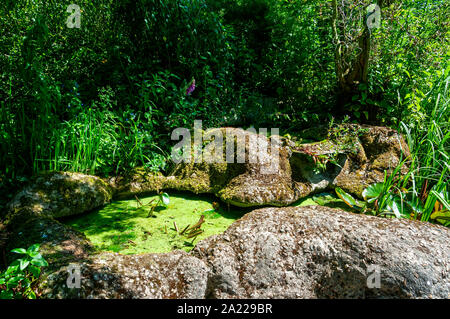 Vert-jaune abondante les lenticules flotte à la surface d'une petite piscine entourée de statique banques rocheux entouré de végétation naturelle vert verdoyant Banque D'Images