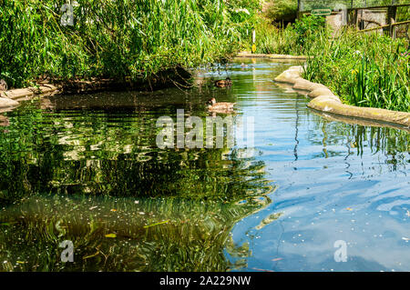 Canards nager dans le soleil d'été tranquillement dans un étang à canards tranchant en béton avec des lits de roseaux d'un côté et verte des feuilles de saules sur l'autre Banque D'Images