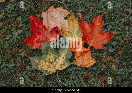 Belle vieille de mille feux rouge jaune flétri l'automne feuilles d'érable, étendue sur le sol. Nature macro fond saison automne. Vue du haut ci-dessus. À Banque D'Images