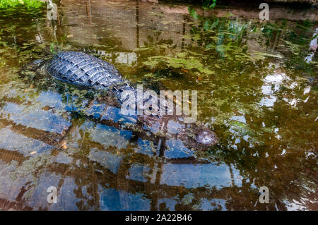 Un grand alligator gris foncé incombe aux membres inférieurs tendus sur le fond d'une piscine peu profonde montrant le haut de son dos, la tête, le museau et l'extrémité de l'œil Banque D'Images