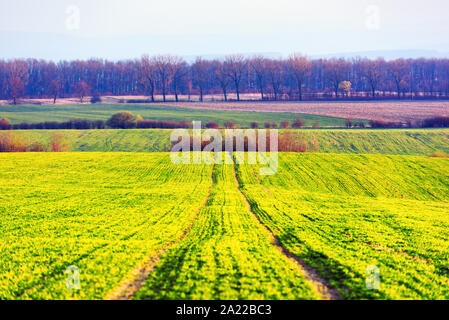 Les lignes vertes de jeunes sur l'agriculture blé Champ morave au printemps, République Tchèque Banque D'Images