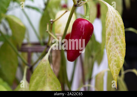 Piment Jalapeno rouge poussant sur une plante d'intérieur au Royaume-Uni Banque D'Images