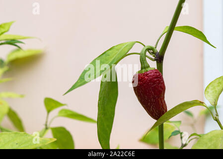 Piment Jalapeno rouge poussant sur une plante d'intérieur au Royaume-Uni, à la fin de la saison et commencer à mal tourner Banque D'Images