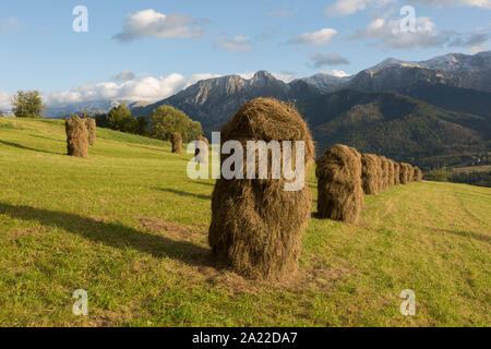 La cuisine polonaise meules sur des terres agricoles qui est dominé par les montagnes de Tatra, le 16 septembre 2019, dans la région de Zakopane, Zakopane, Pologne, Malopolska. Banque D'Images