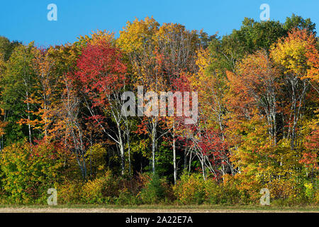 Des arbres colorés le long d'un champ agricole dans les régions rurales de l'Île du Prince-Édouard, Canada. Banque D'Images