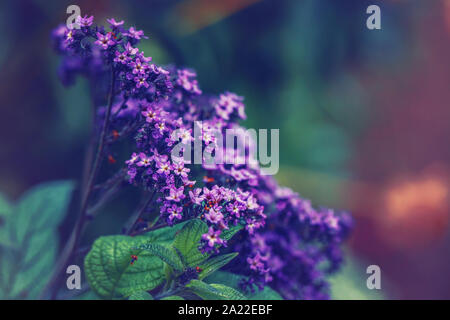 Belle fée magique de rêve pourpre violet blue Heliotropium arborescens héliotrope ou le jardin des fleurs sur fond flou a disparu. Art sombre moody flora Banque D'Images